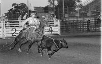 Unidentified Calf roper