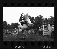 Gene Maynard on Saddle bronc #132