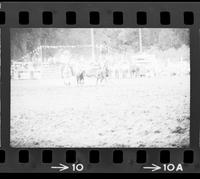 Howard Manuel Steer wrestling