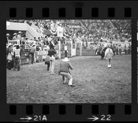 Possibly Bern Gregory photographing unidentified Bull rider on unknown Bull