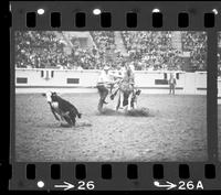 Junior Garrison Calf roping, 11.8 Sec