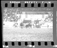 Larry Ferguson Steer wrestling