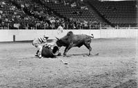 Unidentified Rodeo clowns Bull fighting