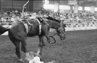 Steve Mitchell on Jackson Hole