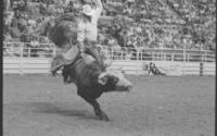 Bobby Delvecchio on Bull #-12