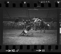 Chip Whitaker Calf roping