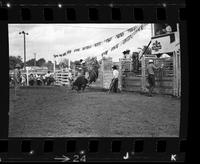 Mike Hoffman Bull riding