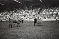 Unidentified Rodeo clowns Bull fighting