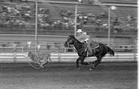 Unidentified Calf roper