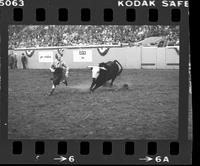 Unidentified Rodeo clown Bull fighting