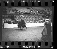 Bobby Berger on Bull #033
