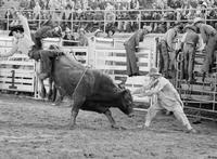 Ken Henry on Bull #157