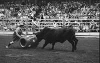 Rodeo clown Rob Smets fighting Bull Double Trouble