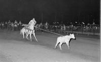Unidentified Calf roper