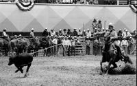 Cecil Brossard Calf roping