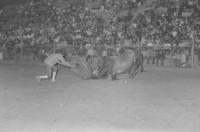 Unidentified Rodeo clown Bull fighting with Hooker