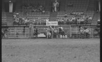 Stan Williamson Steer wrestling