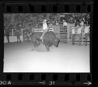 LeRoy Burden on Bull #204