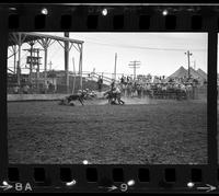 Tony Bulman Calf roping