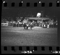 Norm Dannecker Steer wrestling