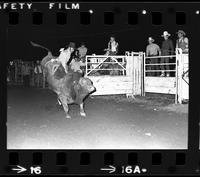 Chuck Willis on Bull #40