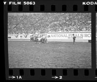 Unidentified Rodeo clown Bull fighting