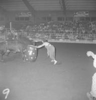 Unidentified Rodeo clowns Bull fighting