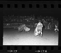 Ken Hill on Bull #10