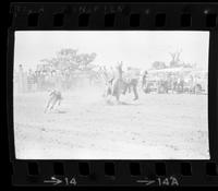 S.D. Callihan Calf roping