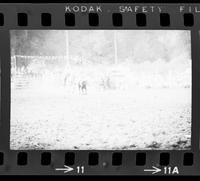 Jerry Maull Steer wrestling