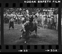 Unidentified Rodeo clowns Bull fighting
