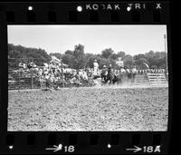 Hank Walton Calf roping