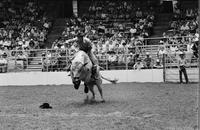 Spanky Browne on Bull #66