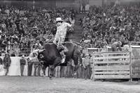 Terry Rivera on Bull #T13