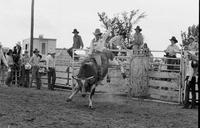 Unidentified rider on unknown Bull