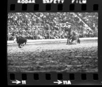 Roger Helms calf roping