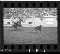 John Rothwell Calf roping