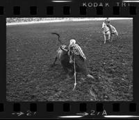 Unknown Rodeo clowns Bull fighting with "Buster"