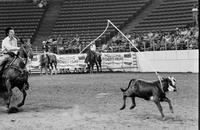 Elsworth Harrison Calf roping