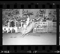 Larry Mahan on Bull #212