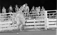 Unidentified Bull rider on unknown Bull