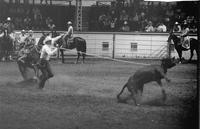 Tom Needham Calf roping