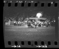 Brad Webb Steer wrestling