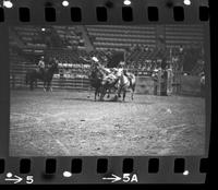 Ron Jerdee Steer wrestling