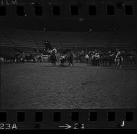 Frank Sheppard Steer wrestling