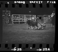 Unknown Rodeo clown & Bull