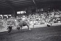 Vern Smith on Bull #100