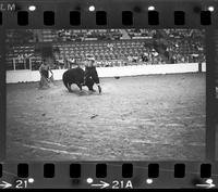 Clark Brothers Bull fighting with Bull #214