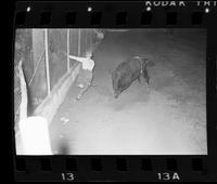 Unknown Rodeo clowns Bull fighting