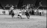 Alan Robertson Steer wrestling